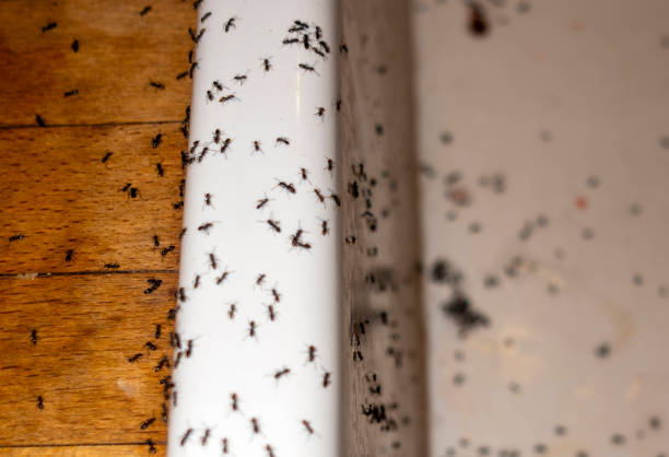 Pest Control Cost in Forest Heights, TX